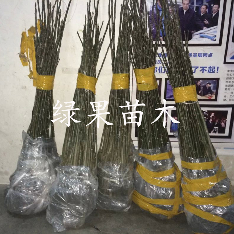 美国薄壳山核桃苗碧根果苗嫁接长寿果坚果苗包品种