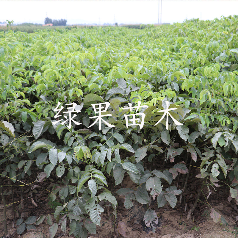 大果穗状垂铃红核桃苗垂玲6号9号红仁核桃树苗