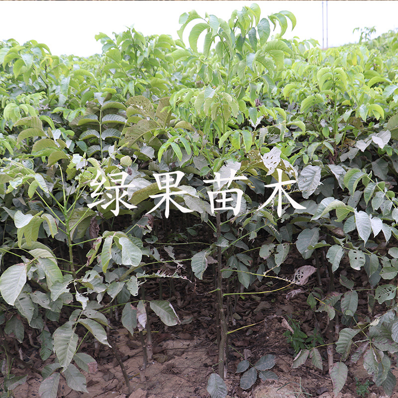 大果穗状垂铃红核桃苗垂玲6号9号红仁核桃树苗