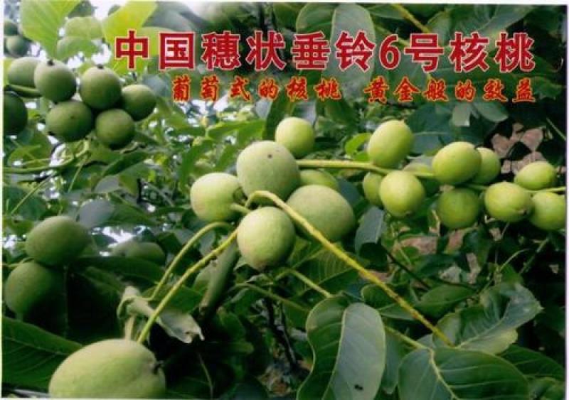 大果穗状垂铃红核桃苗垂玲6号9号红仁核桃树苗