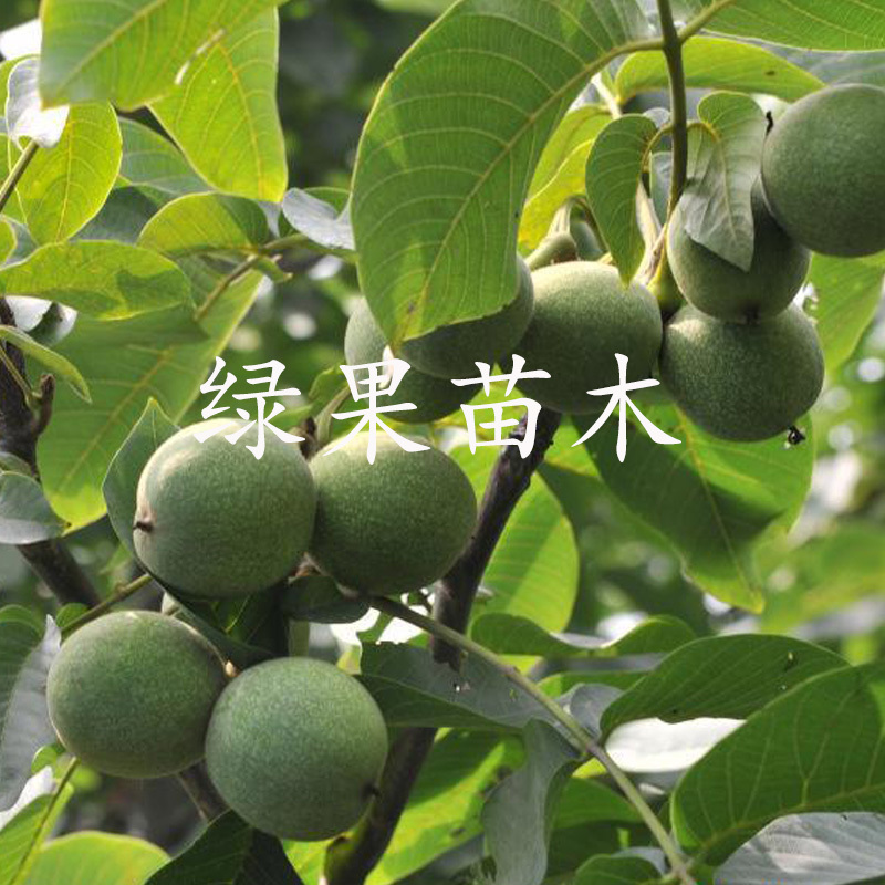 纸皮核桃苗温185纸皮核桃苗薄壳如纸基地直销包邮