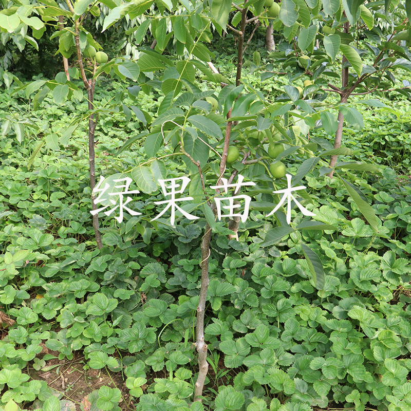 纸皮核桃苗温185纸皮核桃苗薄壳如纸基地直销包邮