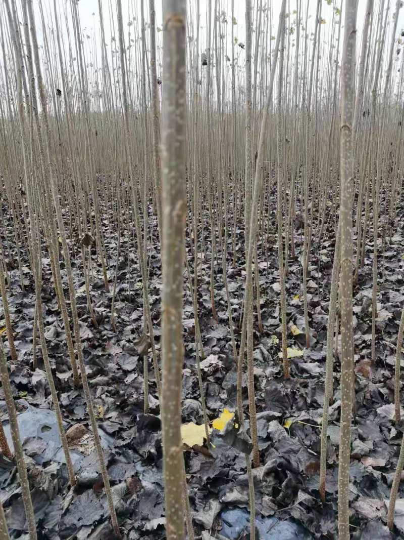 优质107速生杨树苗基地直供规格齐全欢迎老板咨询