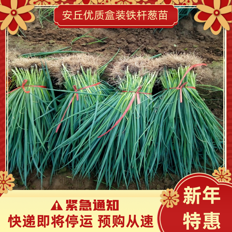 【精选】安丘优质盒装铁杆葱苗品种纯正产量高量大优惠