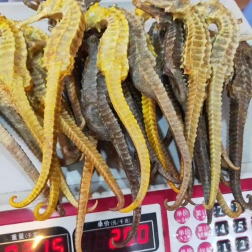 大干海马海马