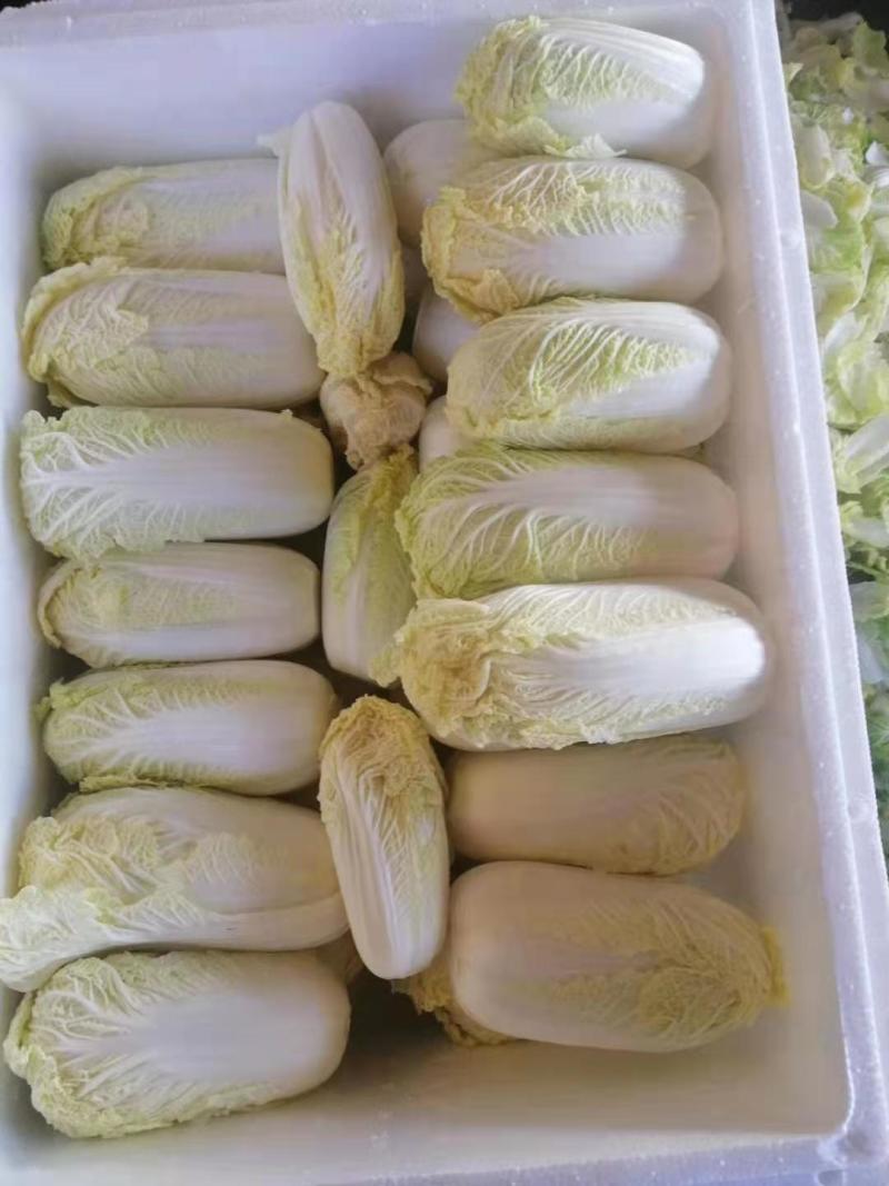 【精选娃娃菜】产地直发货真价实可视频看货欢迎选购