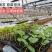 育苗基质恒发蔬菜瓜果穴盆50升大包装优质高效型