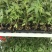 育苗基质恒发蔬菜瓜果穴盆50升大包装优质高效型