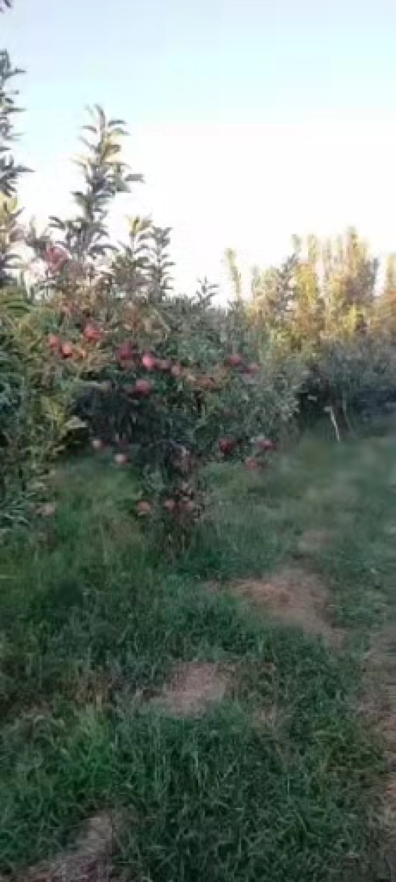 精品山西红富士苹果产地直供现货供应欢迎选购！
