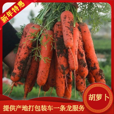 【精品】江苏东台水洗胡萝卜诚信代办欢迎致电