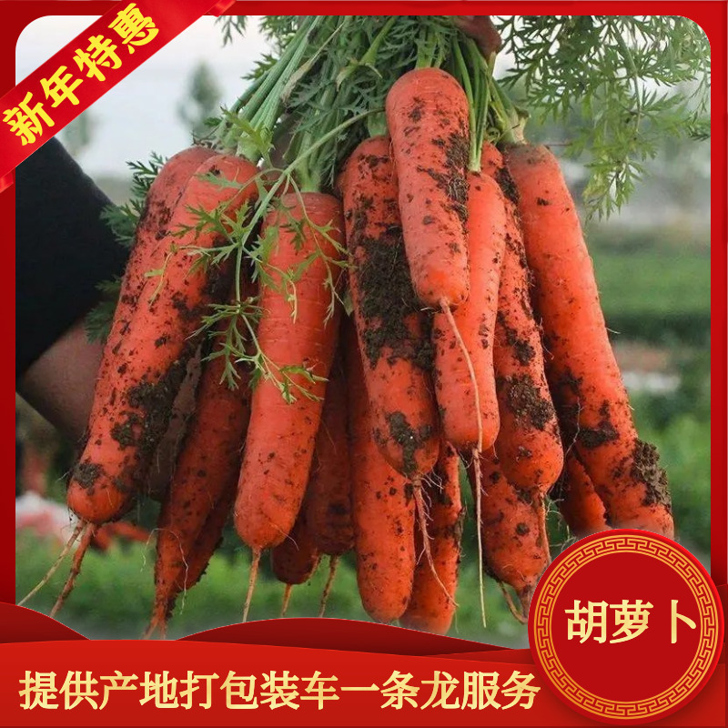【精品】江苏东台水洗胡萝卜诚信代办欢迎致电