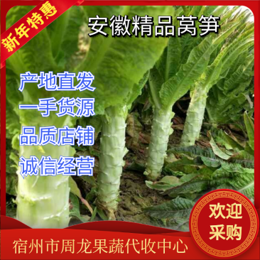【新春特惠】安徽紫叶莴苣/产地直供/实力代收/质量保证