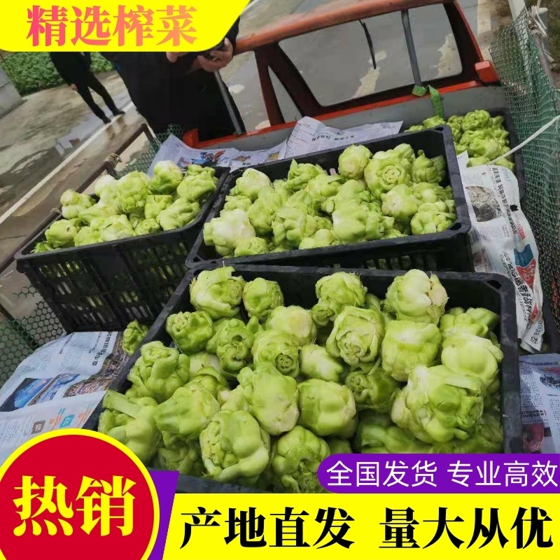 四川正宗榨菜，大量上市，代发全国市场，货源稳定，量大价优