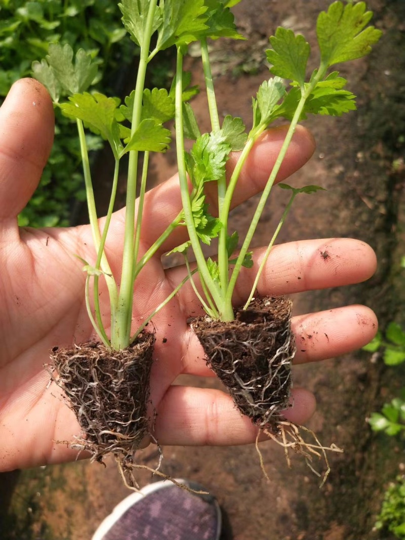 地拔芹菜苗法国皇后文图拉芹菜苗百利耐寒穴盘芹菜苗