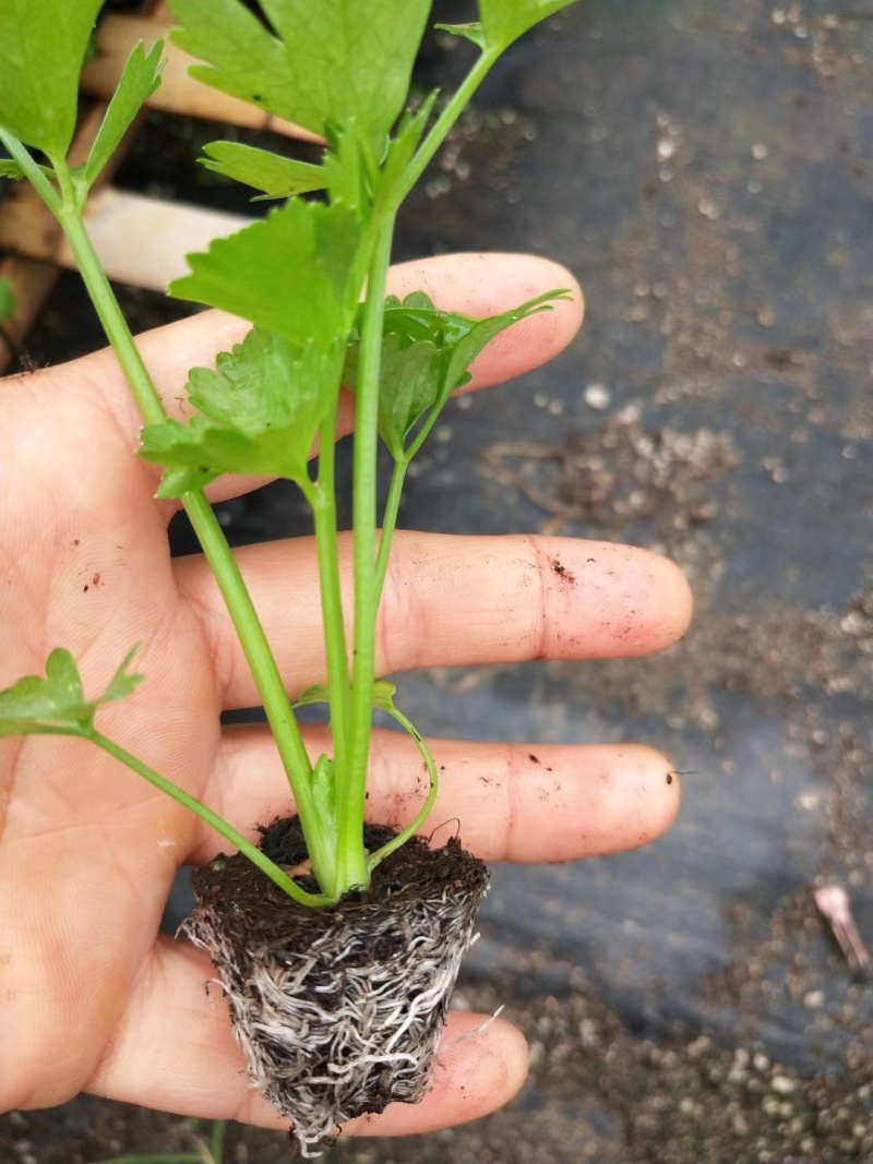 地拔芹菜苗法国皇后文图拉芹菜苗百利耐寒穴盘芹菜苗