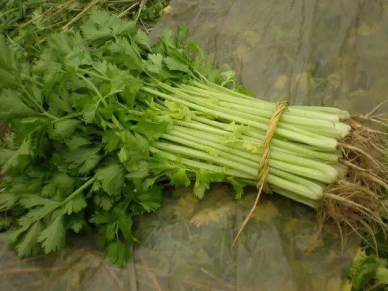 地拔芹菜苗法国皇后文图拉芹菜苗百利耐寒穴盘芹菜苗