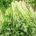 地拔芹菜苗法国皇后文图拉芹菜苗百利耐寒穴盘芹菜苗