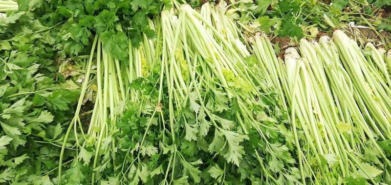 地拔芹菜苗法国皇后文图拉芹菜苗百利耐寒穴盘芹菜苗