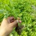 芹菜苗法国皇后四季芹菜苗无传染病芹菜苗培育基地厂家