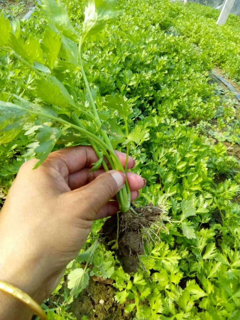 芹菜苗法国皇后四季芹菜苗无传染病芹菜苗培育基地厂家