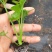 芹菜苗法国皇后四季芹菜苗无传染病芹菜苗培育基地厂家
