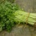 芹菜苗法国皇后四季芹菜苗无传染病芹菜苗培育基地厂家
