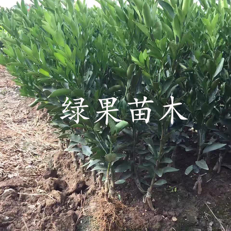 皇帝柑苗德庆贡柑苗盆栽地栽果苗基地直销品种保证