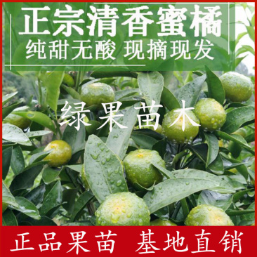 清香蜜桔苗嫁接橘子苗巴西柑清香桔苗柑橘苗基地直销