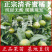 清香蜜桔苗嫁接橘子苗巴西柑清香桔苗柑橘苗基地直销