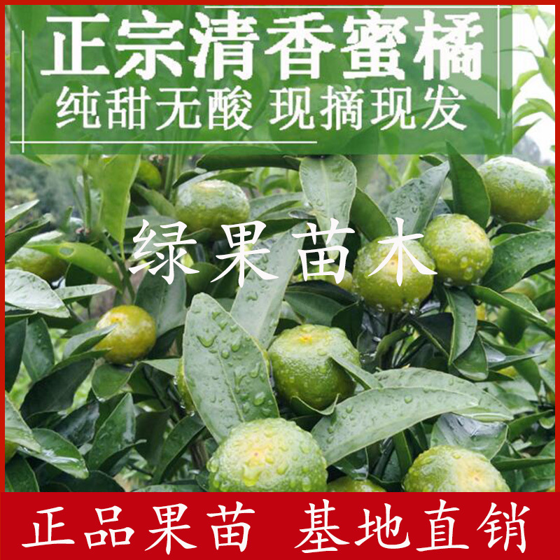 清香蜜桔苗嫁接橘子苗巴西柑清香桔苗柑橘苗基地直销