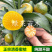 清香蜜桔苗嫁接橘子苗巴西柑清香桔苗柑橘苗基地直销