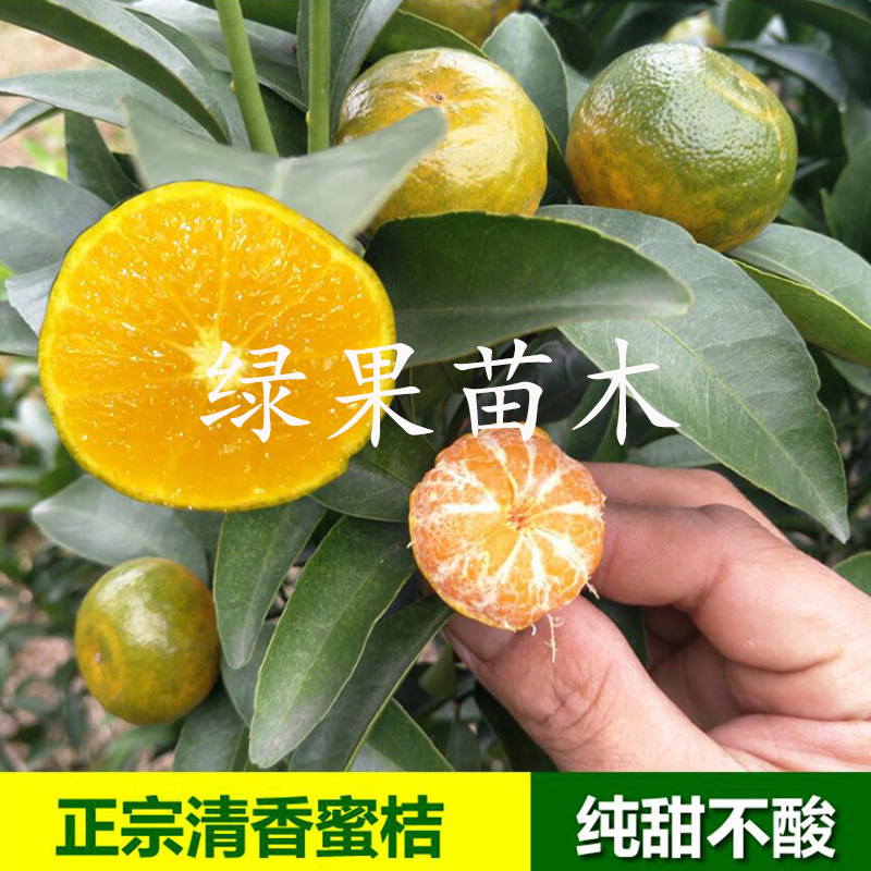 清香蜜桔苗嫁接橘子苗巴西柑清香桔苗柑橘苗基地直销