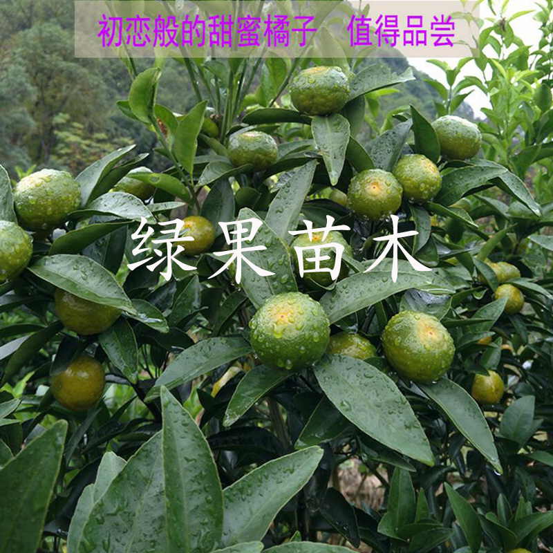 清香蜜桔苗嫁接橘子苗巴西柑清香桔苗柑橘苗基地直销