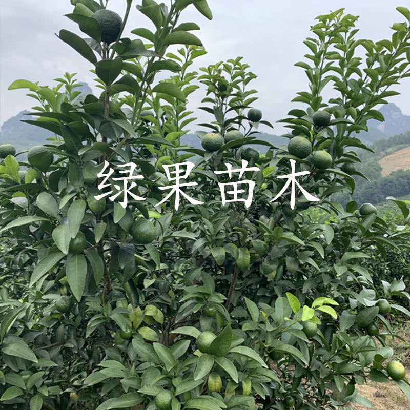 清香蜜桔苗嫁接橘子苗巴西柑清香桔苗柑橘苗基地直销