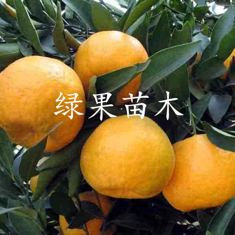 椪柑苗柑橘苗嫁接柑桔橘子苗无核椪柑苗芦柑基地直销