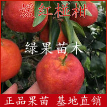 媛红椪柑苗新品种椪柑苗红肉媛红苗基地直销包品种