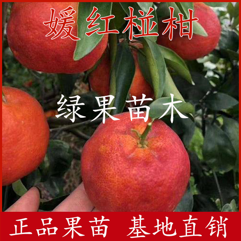 媛红椪柑苗新品种椪柑苗红肉媛红苗基地直销包品种