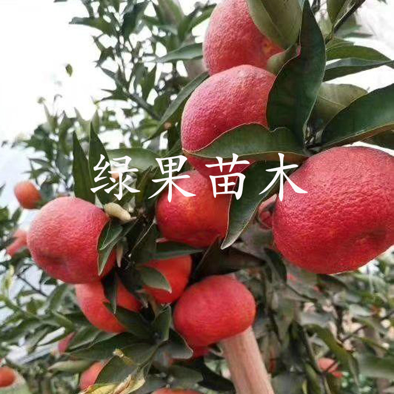 媛红椪柑苗新品种椪柑苗红肉媛红苗基地直销包品种