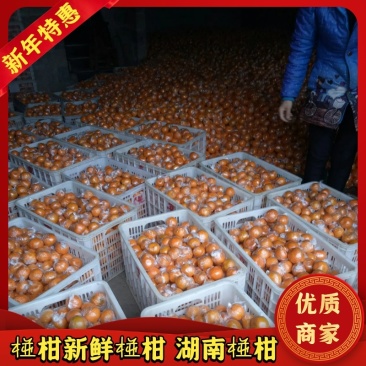 椪柑新鲜椪柑，湖南椪柑60下小果硬度好水分充足口感适中