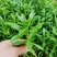 救心菜种苗高钙菜基地发货费菜现挖成活率高景天三七