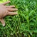 救心菜种苗高钙菜基地发货费菜现挖成活率高景天三七