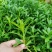 救心菜种苗高钙菜基地发货费菜现挖成活率高景天三七