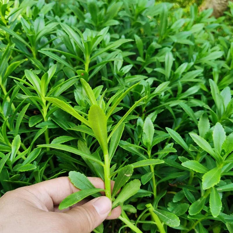 救心菜种苗高钙菜基地发货费菜现挖成活率高景天三七