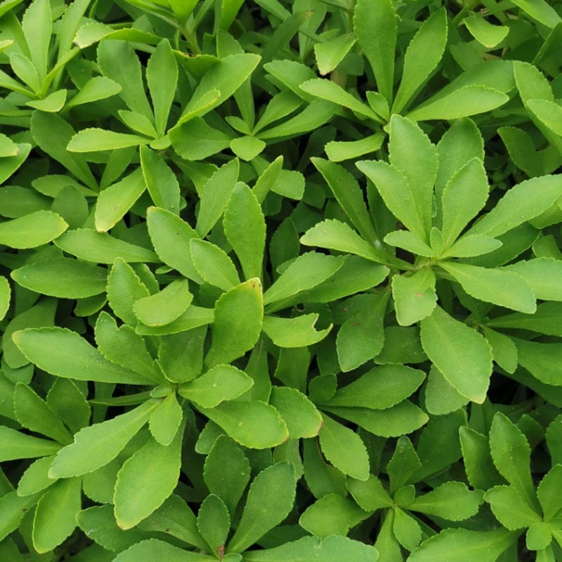 救心菜种苗高钙菜基地发货费菜现挖成活率高景天三七