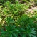 救心菜种苗高钙菜基地发货费菜现挖成活率高景天三七