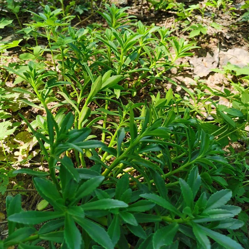 救心菜种苗高钙菜基地发货费菜现挖成活率高景天三七