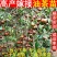 农户直发包邮江西高产嫁接油茶苗长林40-53-4号