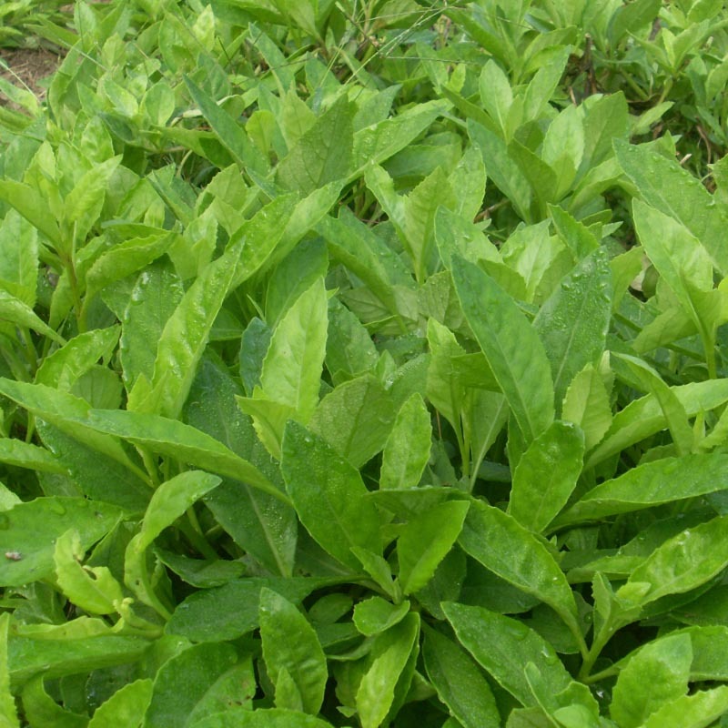 三七苗种苗富贵菜易种植好管理白背三七多年生