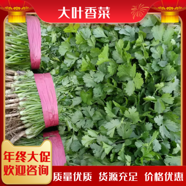 【牛年大促】大叶香菜质量优货源充足量大从优装车团队