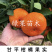爱媛34号苗甘平柑橘苗柑桔女王大果新品种浙江基地发货